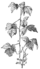 Picture of Poison Ivy